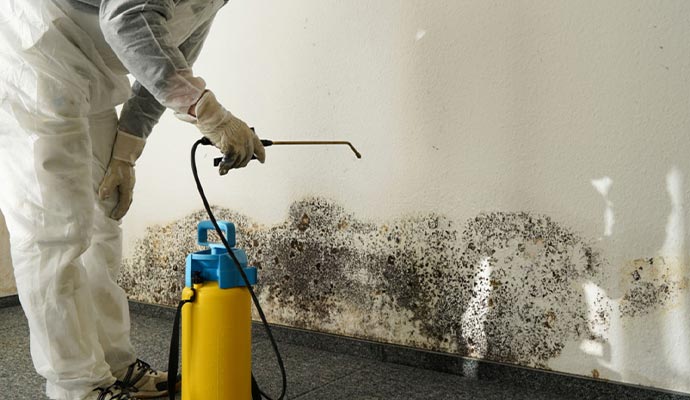 Professional worker remediationg black mold form the wall
