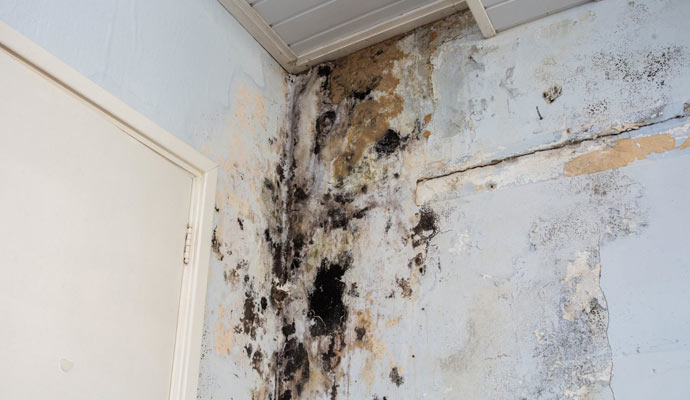 moldy wall for water damage