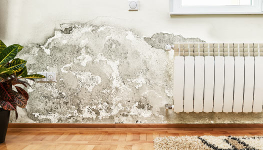 Moldy wall